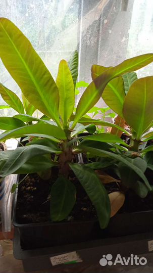 Молочай миля