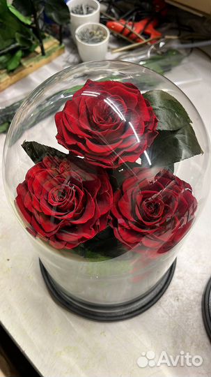 Роза в колбе из эквадора