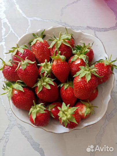 Рассада клубники