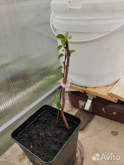 Ирга саженец