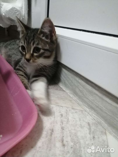 Котик ищет семью