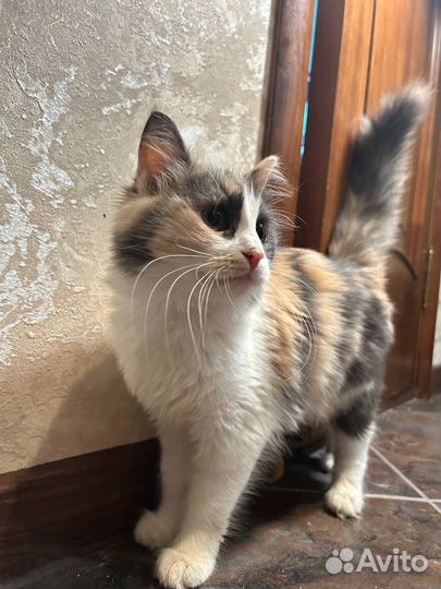 Кошечка подросток