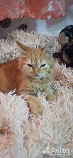 Отдам в добрые руки