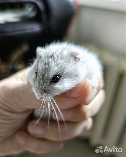 Джунгарский хомяк
