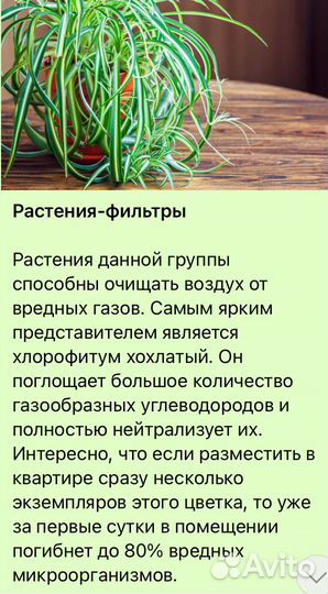 Хлорофитум Царицыно