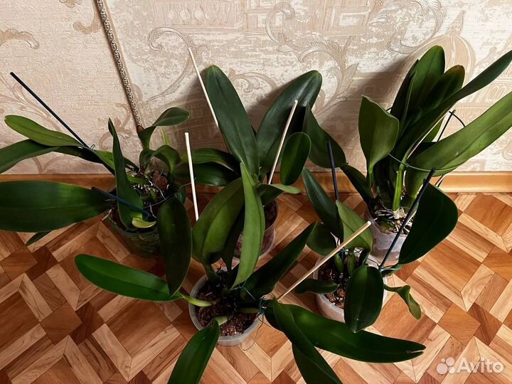 Орхидея каттлея