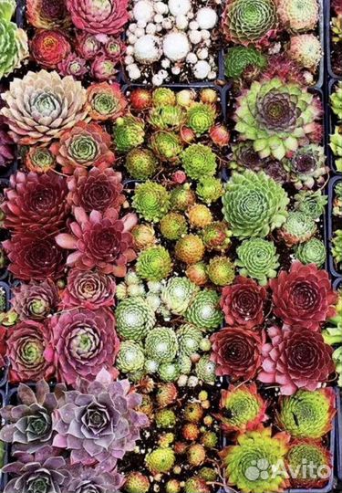 Комнатные цветы