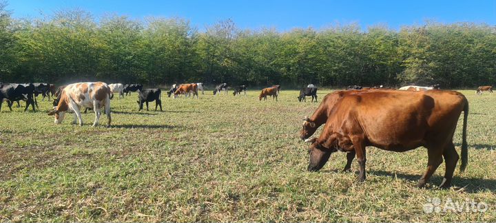 Стадо коров