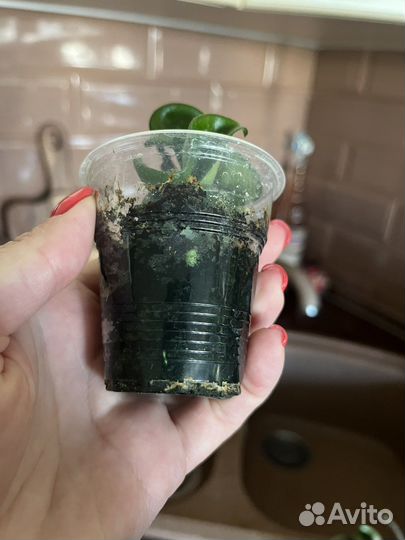 Хойя компакта