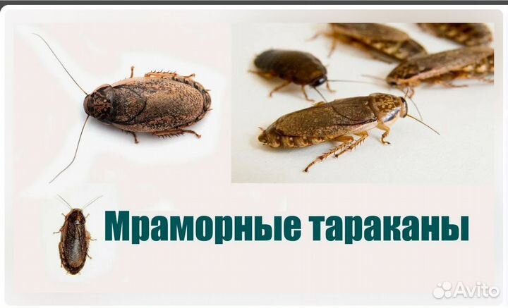 Кормовые мраморные тараканы