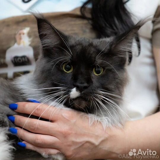 Кот мейн-кун вязка