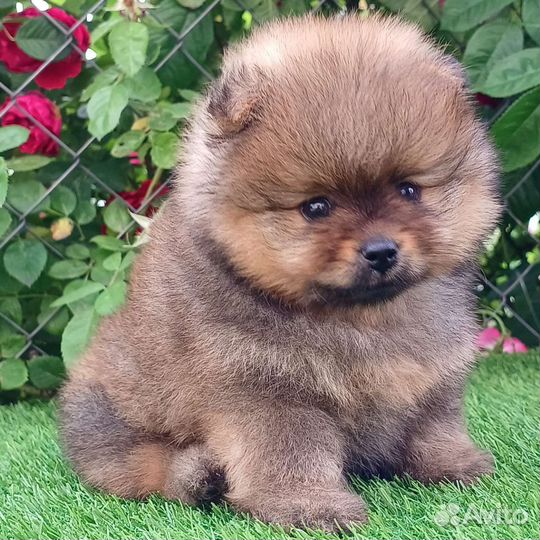 Померанский шпиц