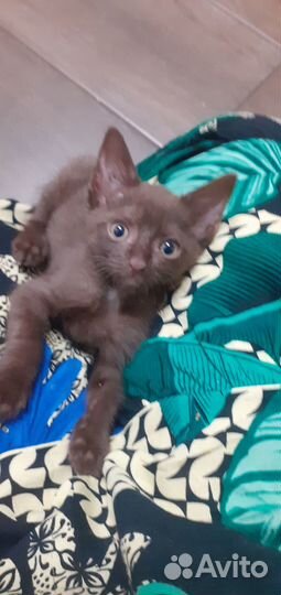 Котята в добрые руки даром