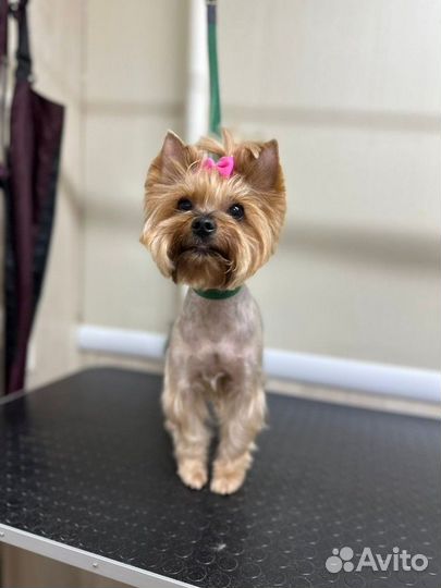 Йоркширский терьер