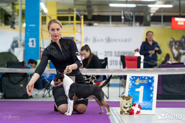 Кобель на вязку миниатюрный бультерьер (мини)