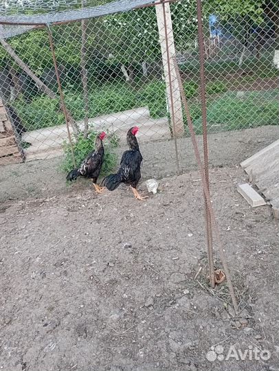 Бойцовые петухи