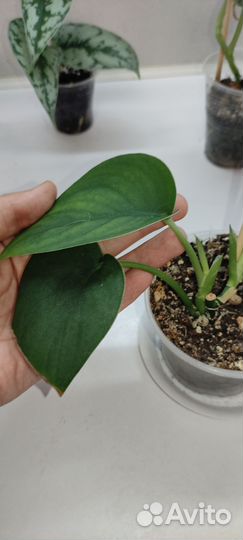 Сциндапсусы