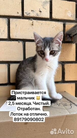 Котенок в добрые руки