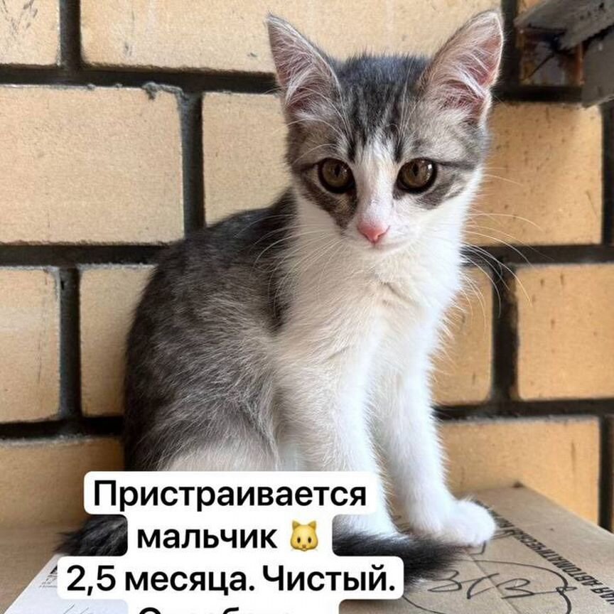 Котенок в добрые руки