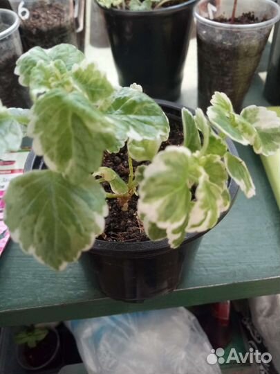 Плекрантус