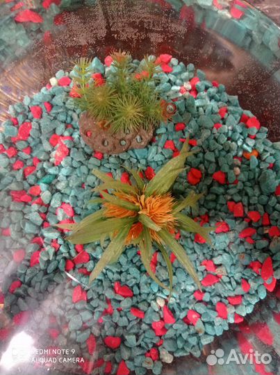 Большой круглый аквариум