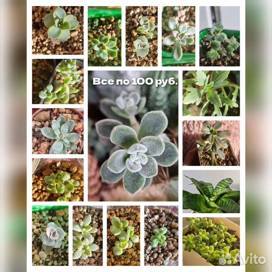 Комнатные цветы