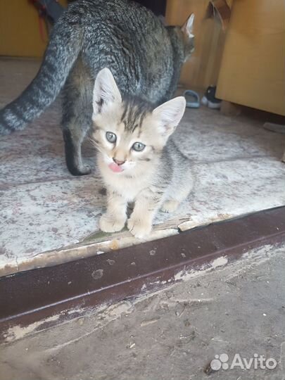 Котята бесплатно