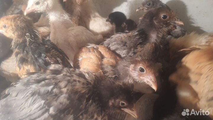 Цыплята от домашних кур несушек