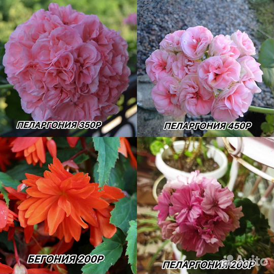 Комнатные цветы