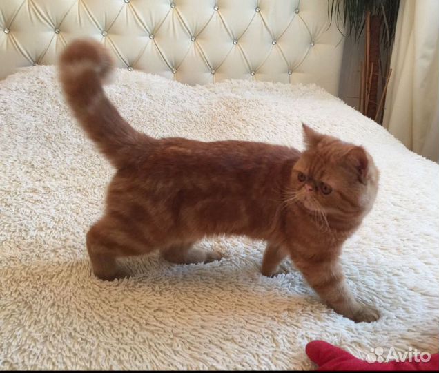 Экзотическая