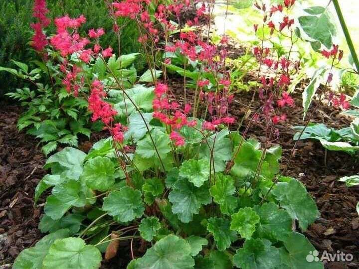 Растения для сада. Часть 1