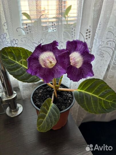 Глоксиния цветущая