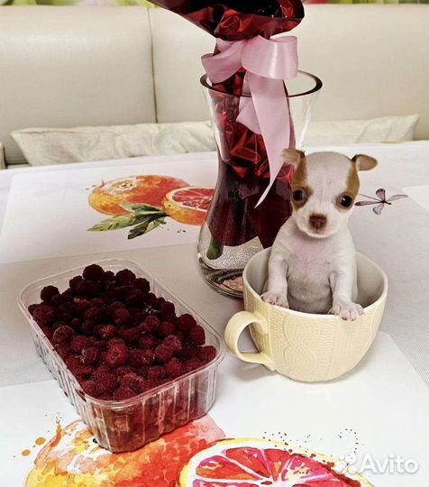 Щенки чихуахуа