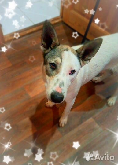 Вот оно счастье в ваш дом