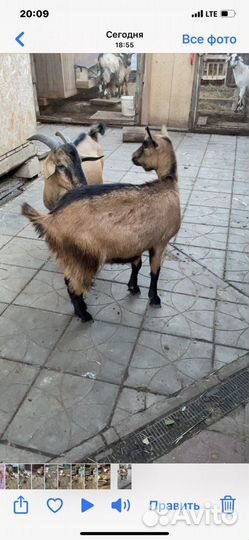 Козы дойные
