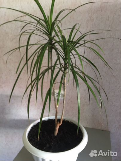 Пальма драцена