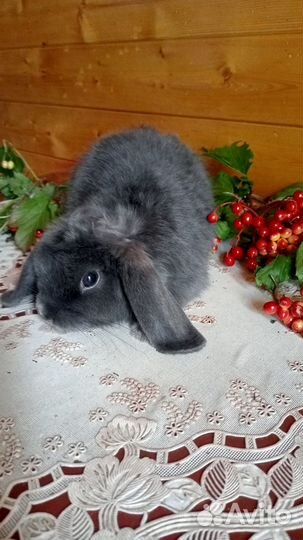 Карликовый кролик (вислоухие)