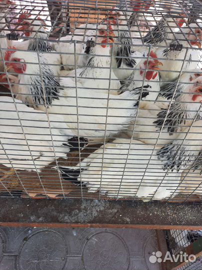 Молодые куры