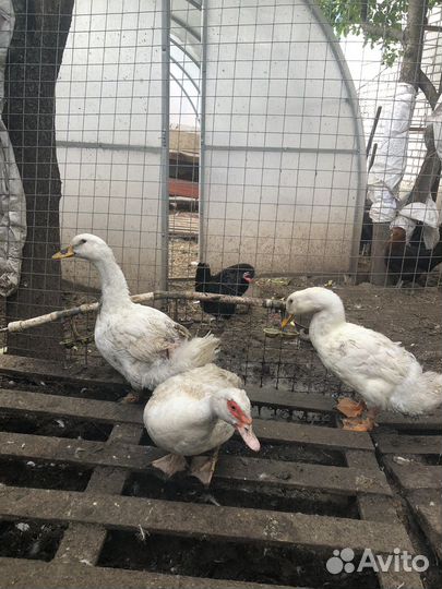 Цыплята бройлеры суточные