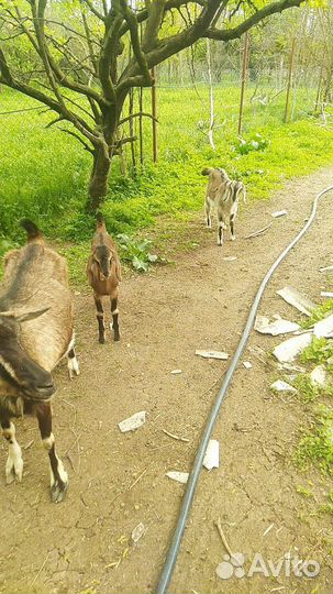 Коза с козлятами