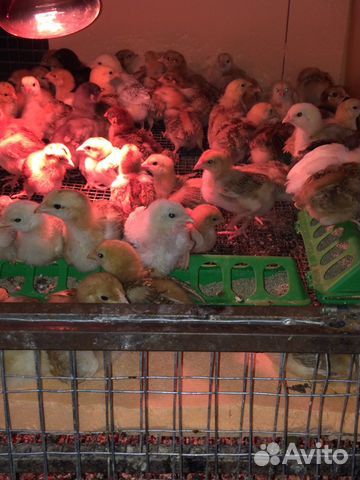 Авито цыплята краснодарский. В городе Невинномысск продажа цыплята авито.