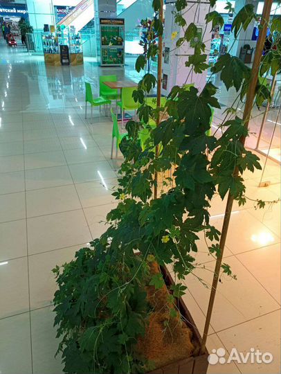 2 растения цветущей, плодоносящей Момордики