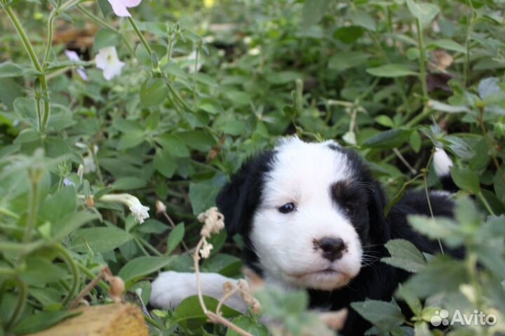 Собака в добрые руки отдам бесплатно