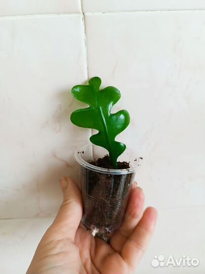 Эпифиллум угловатый