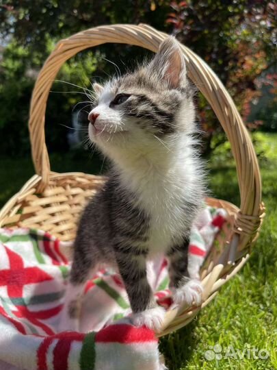 Котёнок Мару