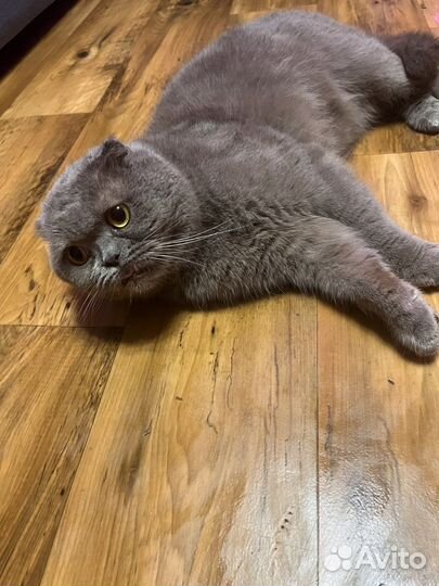 Шотландский вислоухий кот