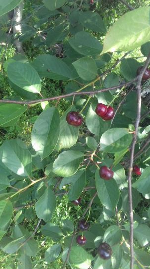 Дом 38,2 м² на участке 9 сот.