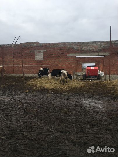 Ферма молочная