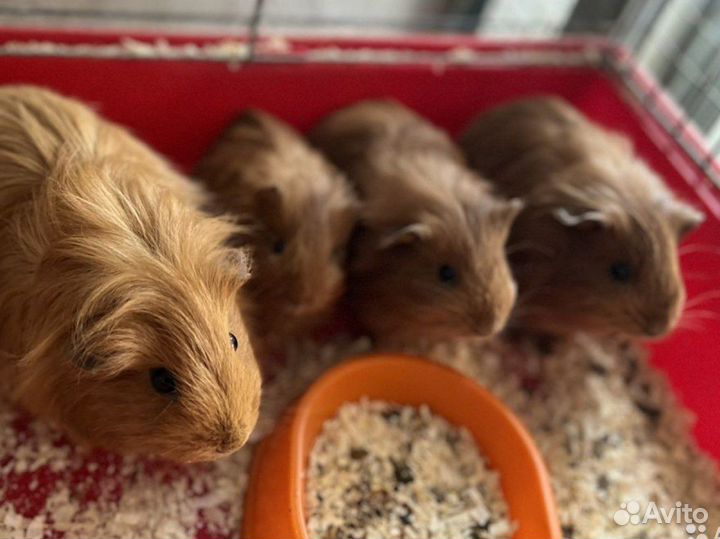 Свинки шелти