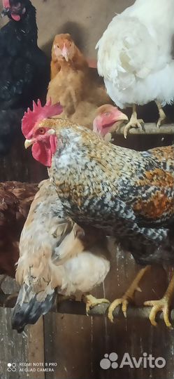 Петухи